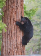 Neighborhood Bear, Tahoma